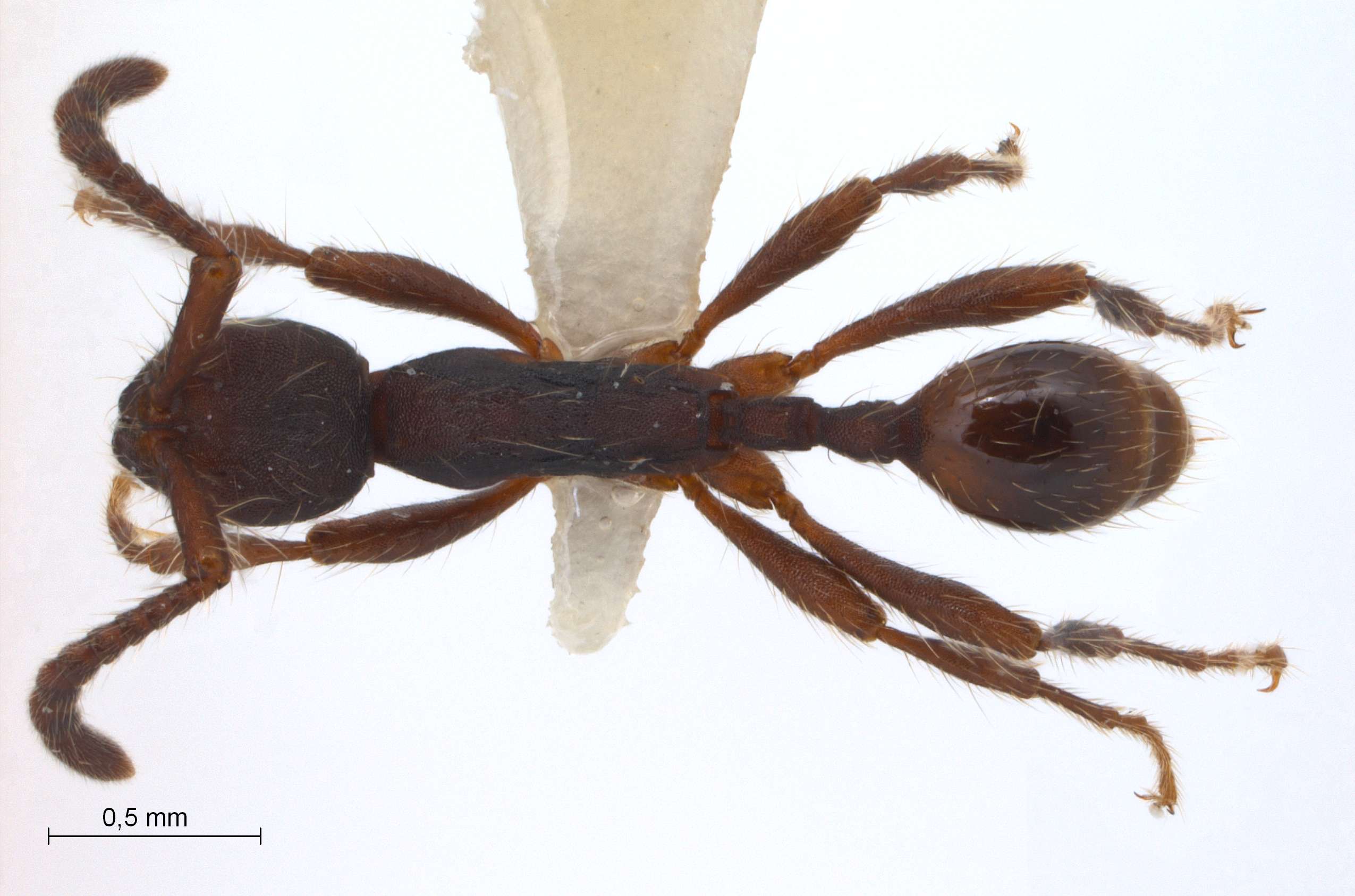 Foto Aenictus aratus Forel,1900 dorsal