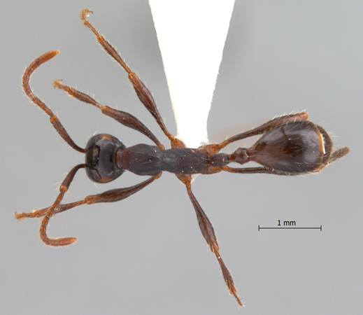 Aenictus binghami Forel, 1900 dorsal