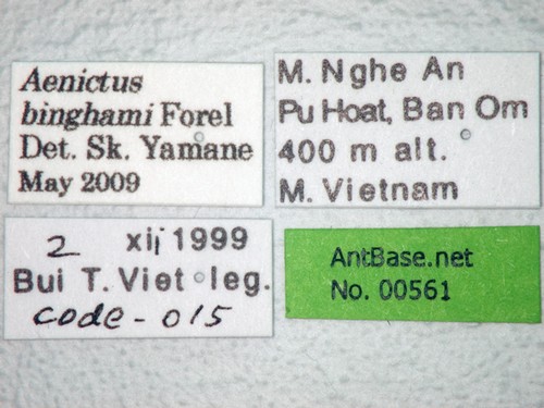 Aenictus binghami Forel, 1900 Label