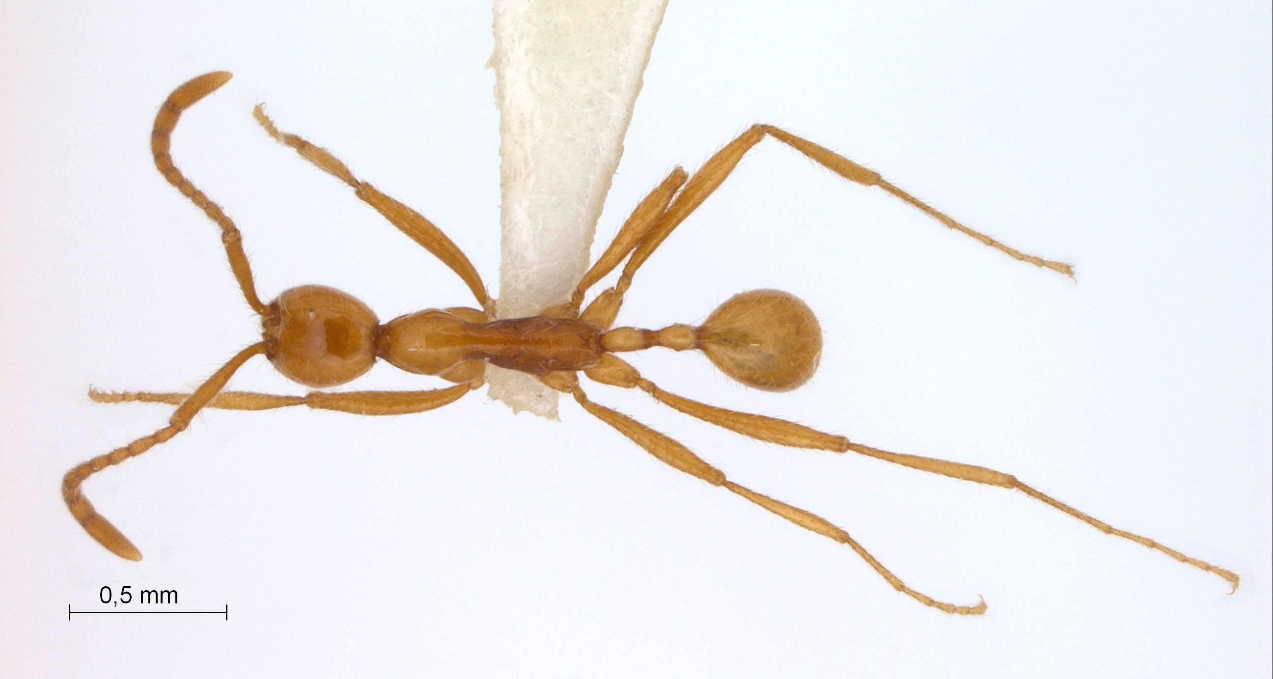 Foto Aenictus camposi Wheeler&Chapman,1925 dorsal