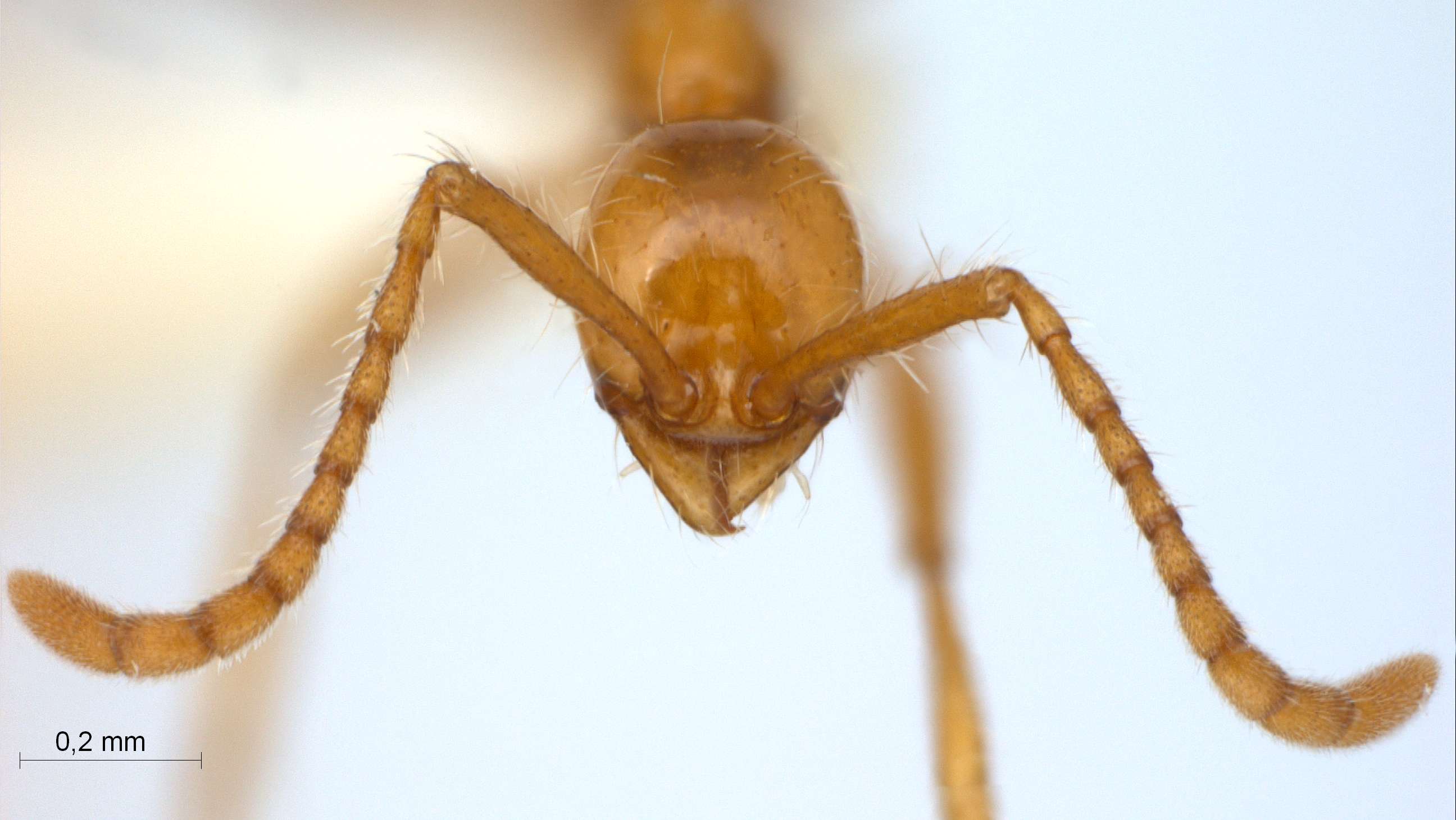 Foto Aenictus camposi Wheeler&Chapman,1925 frontal