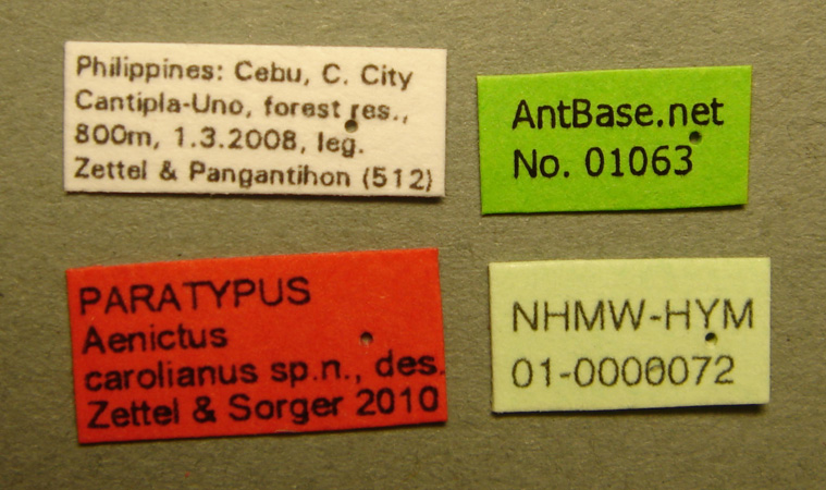 Foto Aenictus carolianus Zettel & Sorger, 2010 Label
