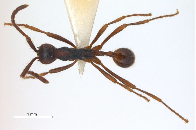 Aenictus dentatus Forel,1911 dorsal