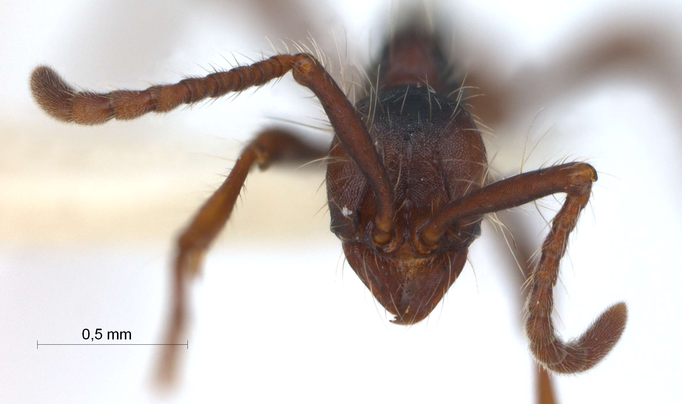 Foto Aenictus dentatus Forel,1911 frontal