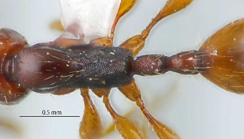 Aenictus doydeei Jaitrong & Yamane, 2011 dorsal