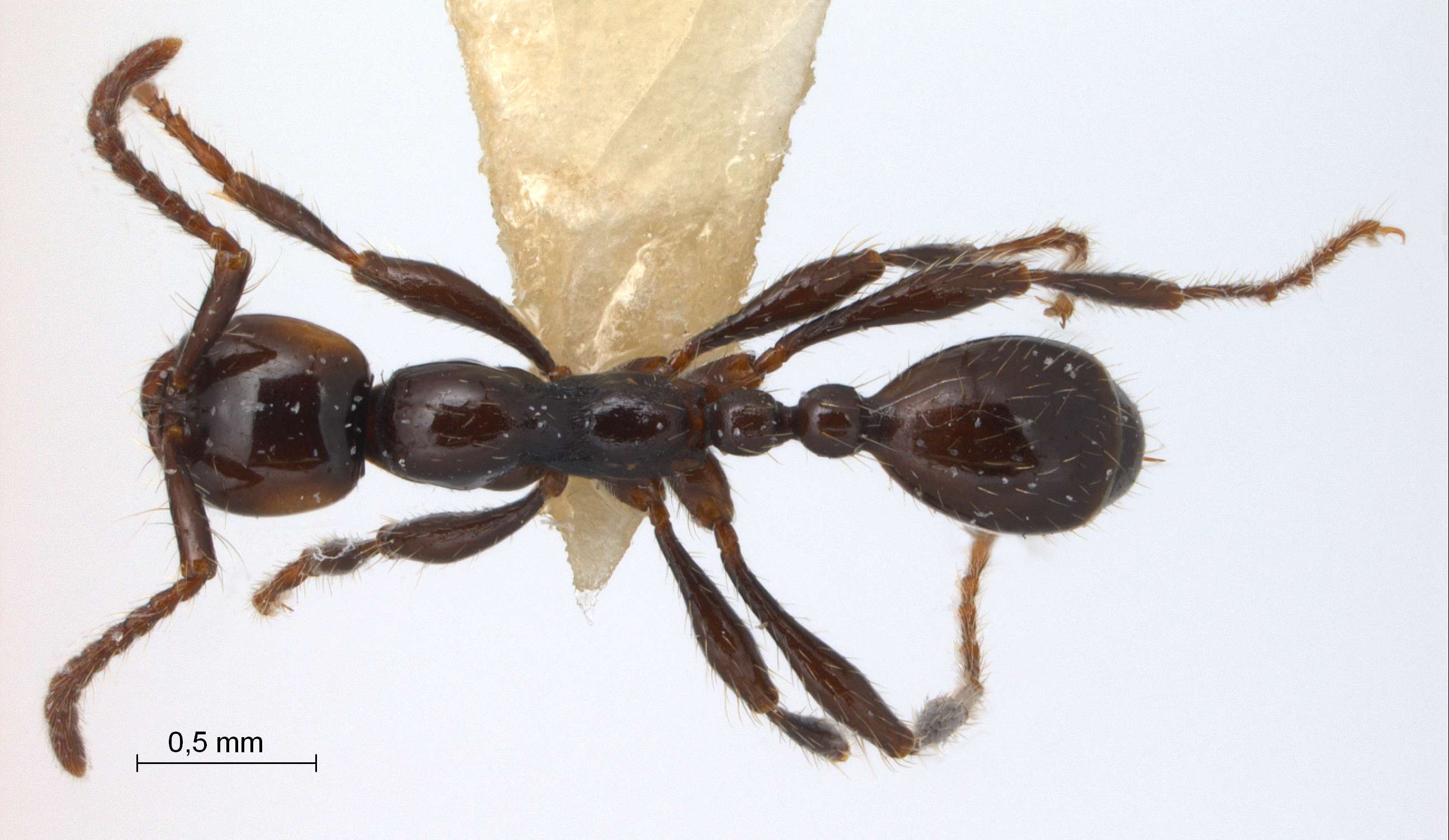 Foto Aenictus fergusoni Forel,1901 dorsal