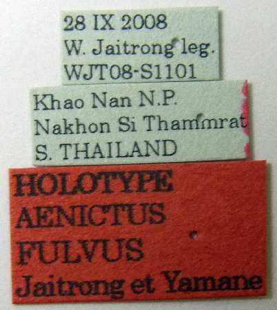 Aenictus fulvus Jaitrong & Yamane, 2011 Label