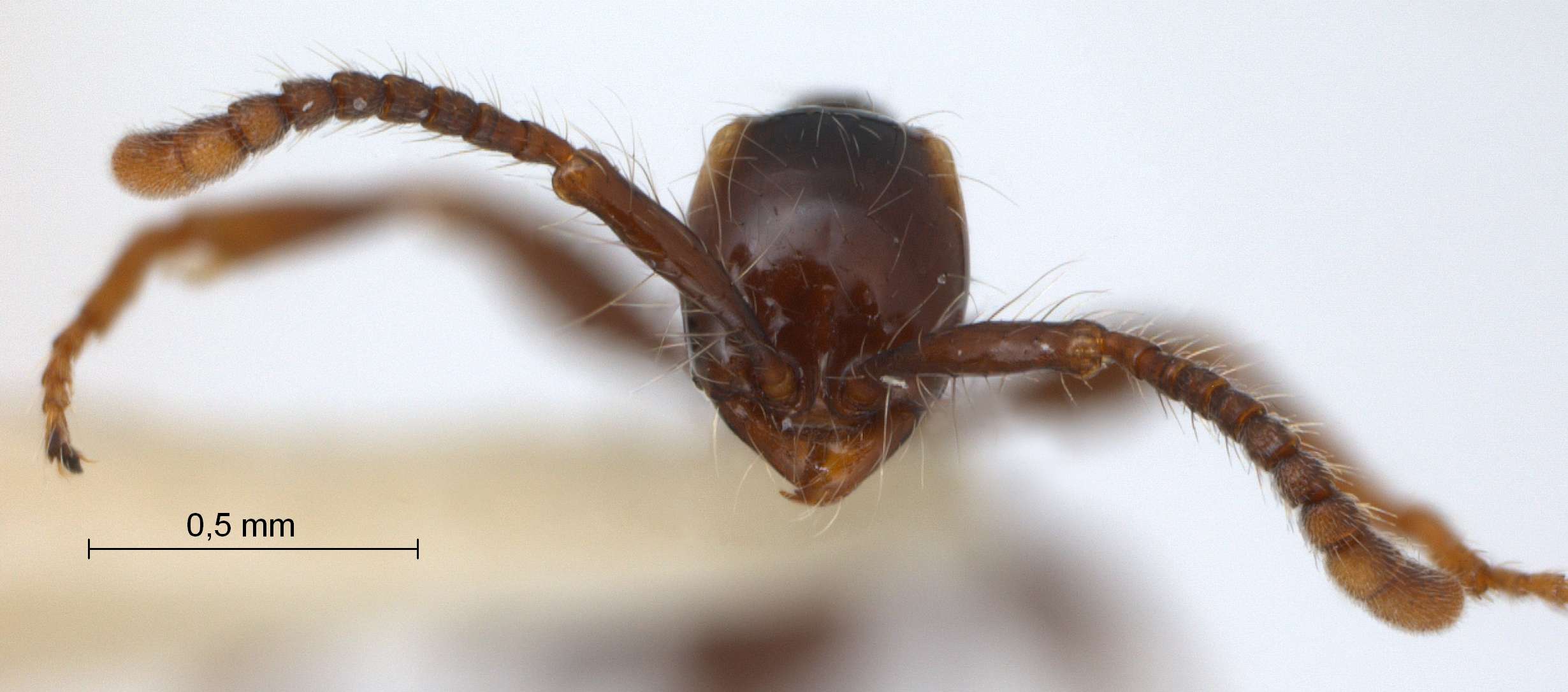 Foto Aenictus gracilis Emery,1893 frontal