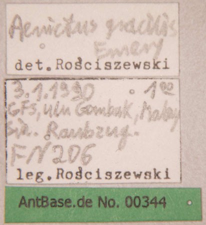 Aenictus gracilis Emery,1893 unbekannt