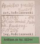 Aenictus gracilis Emery,1893 unbekannt
