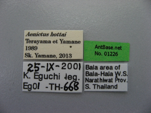 Foto Aenictus hottai Terayama&Yamane,1989 Label