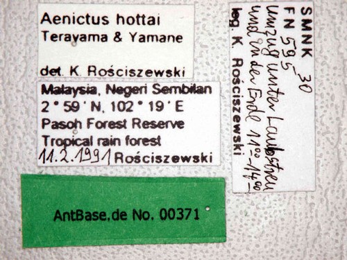 Aenictus hottai Terayama&Yamane,1989 Label