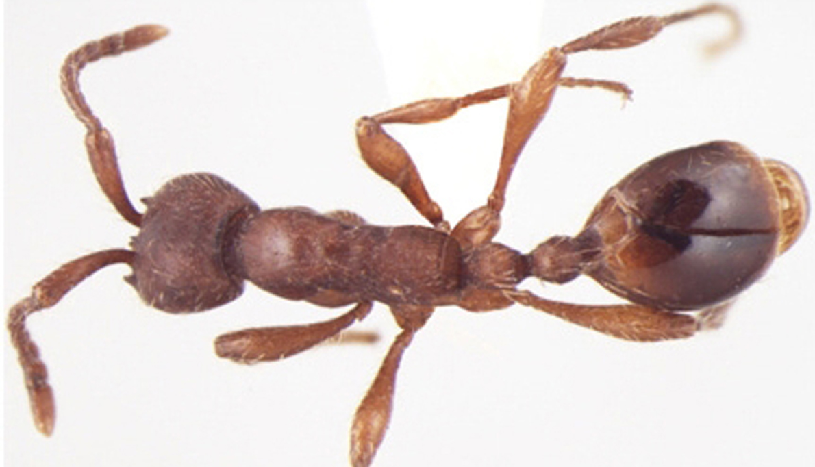 Foto Aenictus indicus dorsal