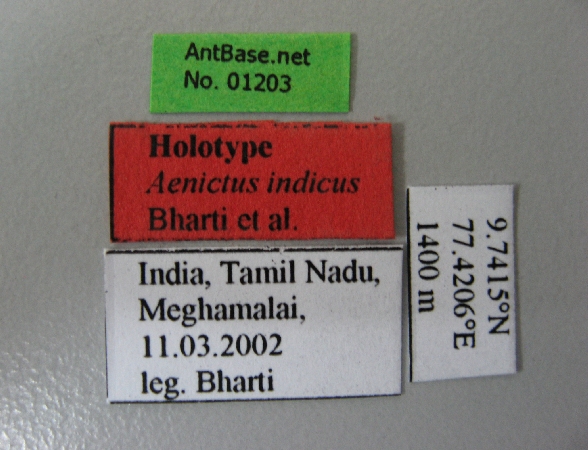 Foto Aenictus indicus Label