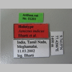 Aenictus indicus Label