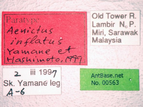 Aenictus inflatus Yamane & Hashimoto, 1999 Label
