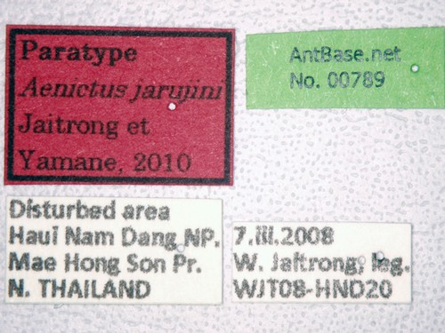 Aenictus jarujini Jaitrong & Yamane, 2010 Label
