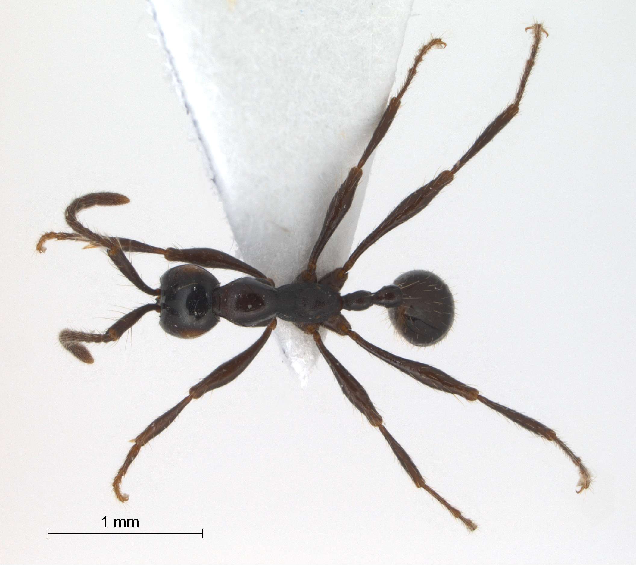 Foto Aenictus laeviceps Smith,1857 dorsal