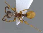 Aenictus latifemoratus Jaitrong & Yamane, 2010 dorsal