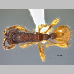 Aenictus latifemoratus Jaitrong & Yamane, 2010 dorsal