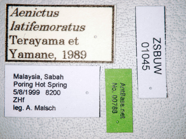 Foto Aenictus latifemoratus Jaitrong & Yamane, 2010 Label