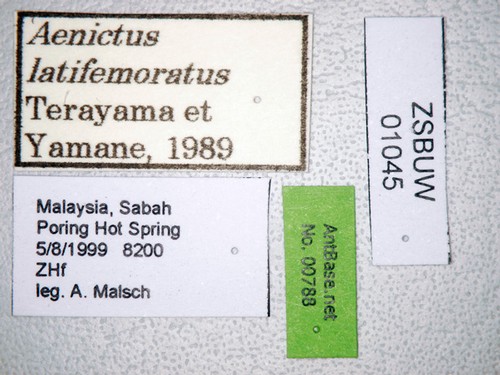 Aenictus latifemoratus Jaitrong & Yamane, 2010 Label