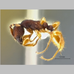 Aenictus latifemoratus Jaitrong & Yamane, 2010 lateral