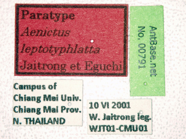 Foto Aenictus leptotyphlatta Jaitrong & Eguchi, 2011 Label