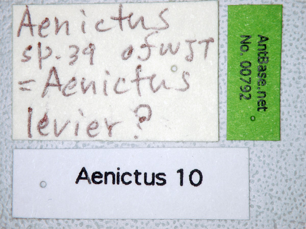 Foto Aenictus levior Shattuck, 2008 Label