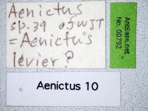 Aenictus levior Shattuck, 2008 Label