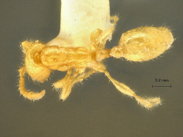 Aenictus minimus Jaitrong et Hashimoto, 2013 dorsal