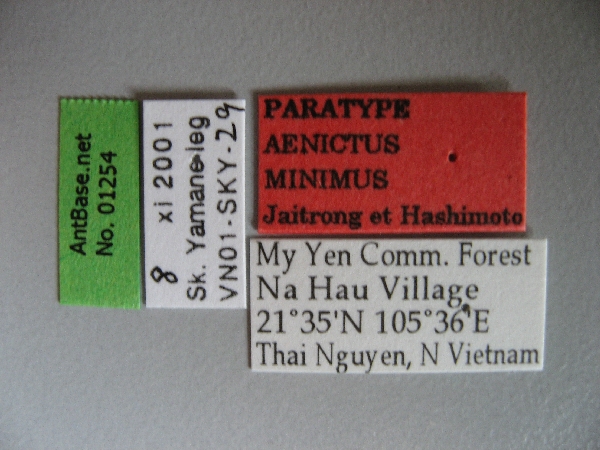 Foto Aenictus minimus Jaitrong et Hashimoto, 2013 Label