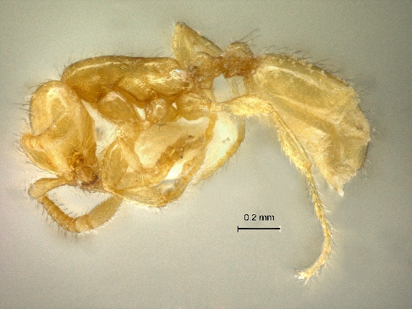 Aenictus minimus Jaitrong et Hashimoto, 2013 lateral