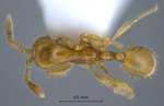 Aenictus minutulus Terayama & Yamane, 1989 dorsal