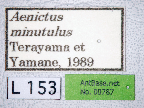 Foto Aenictus minutulus Terayama & Yamane, 1989 Label