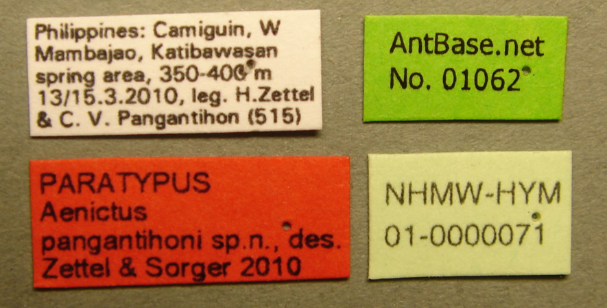 Foto Aenictus pangantihoni Zettel & Sorger, 2010 Label