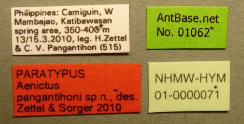Aenictus pangantihoni Zettel & Sorger, 2010 Label