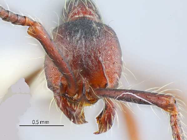 Aenictus paradentatus Jaitrong & Yamane, 2011 frontal