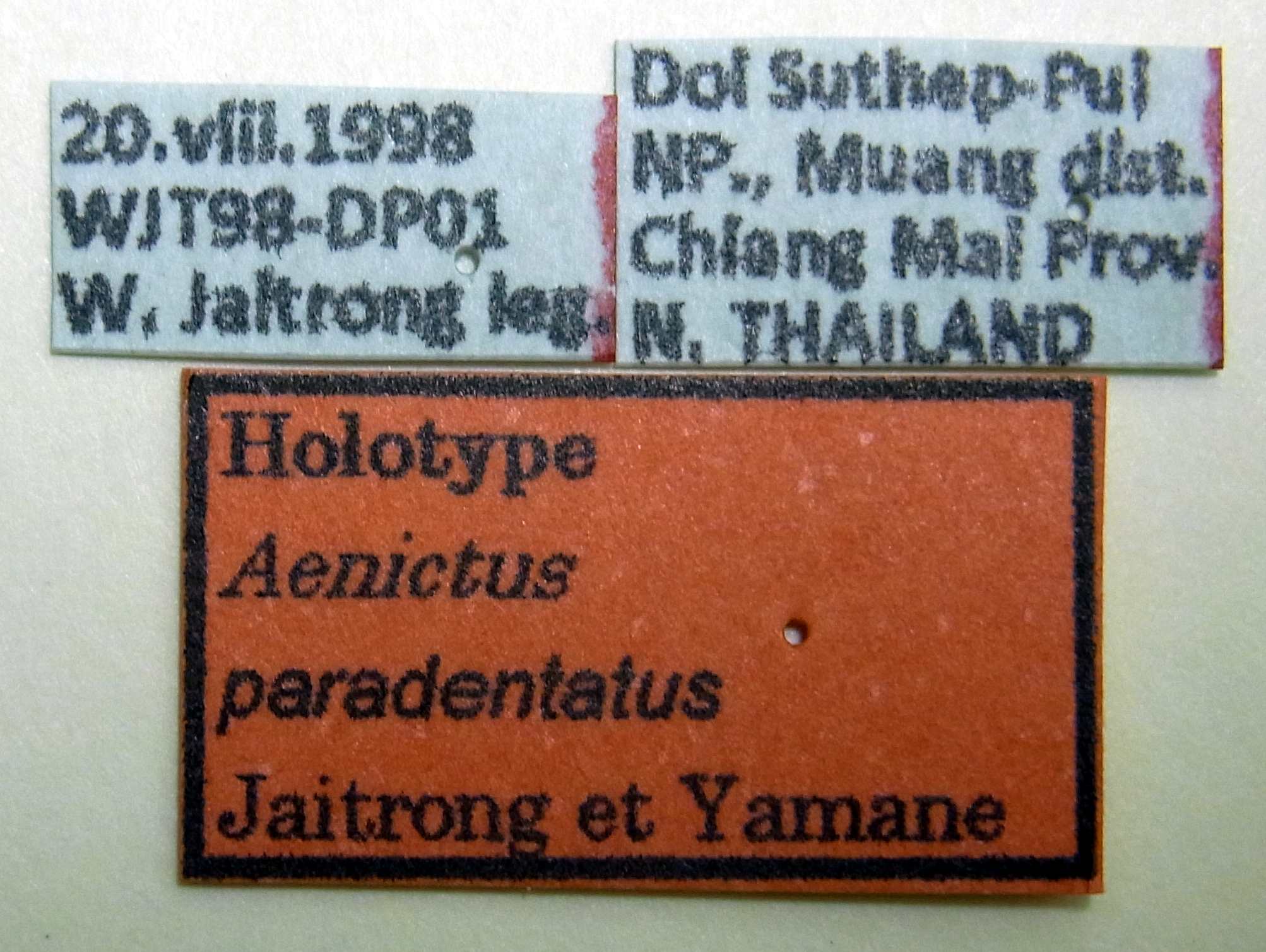 Foto Aenictus paradentatus Jaitrong & Yamane, 2011 Label