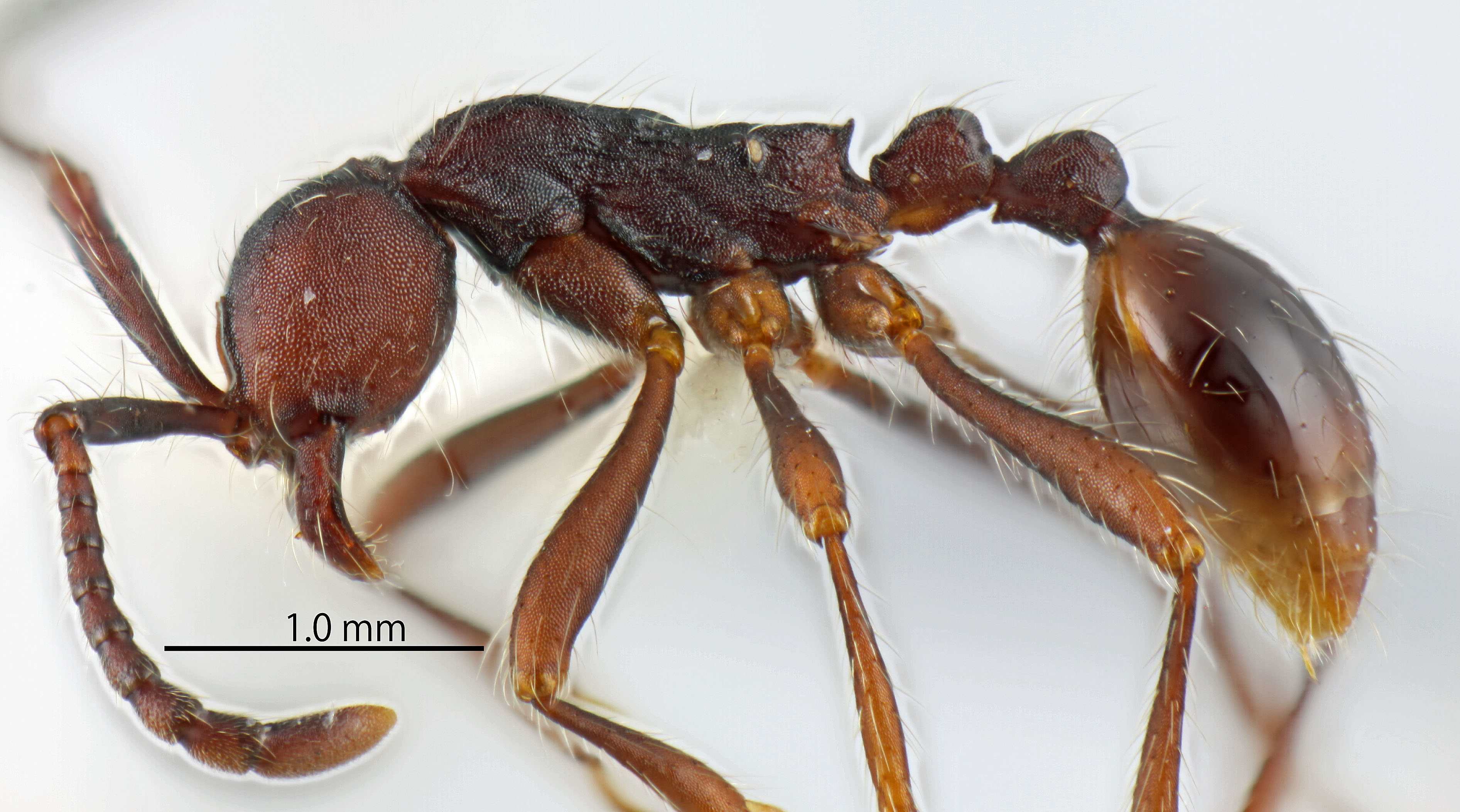 Foto Aenictus paradentatus Jaitrong & Yamane, 2011 lateral