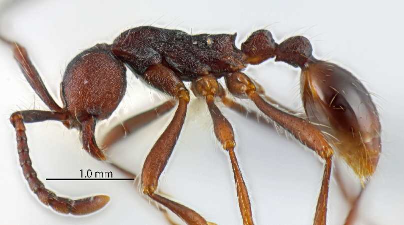 Aenictus paradentatus Jaitrong & Yamane, 2011 lateral