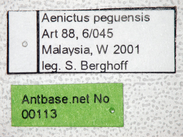 Foto Aenictus peguensis Emery,1895 Label