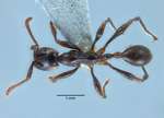 Aenictus pfeifferi Zettel & Sorger, 2010 dorsal