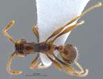 Aenictus pfeifferi Zettel & Sorger, 2010 dorsal