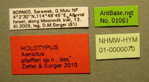 Aenictus pfeifferi Zettel & Sorger, 2010 Label