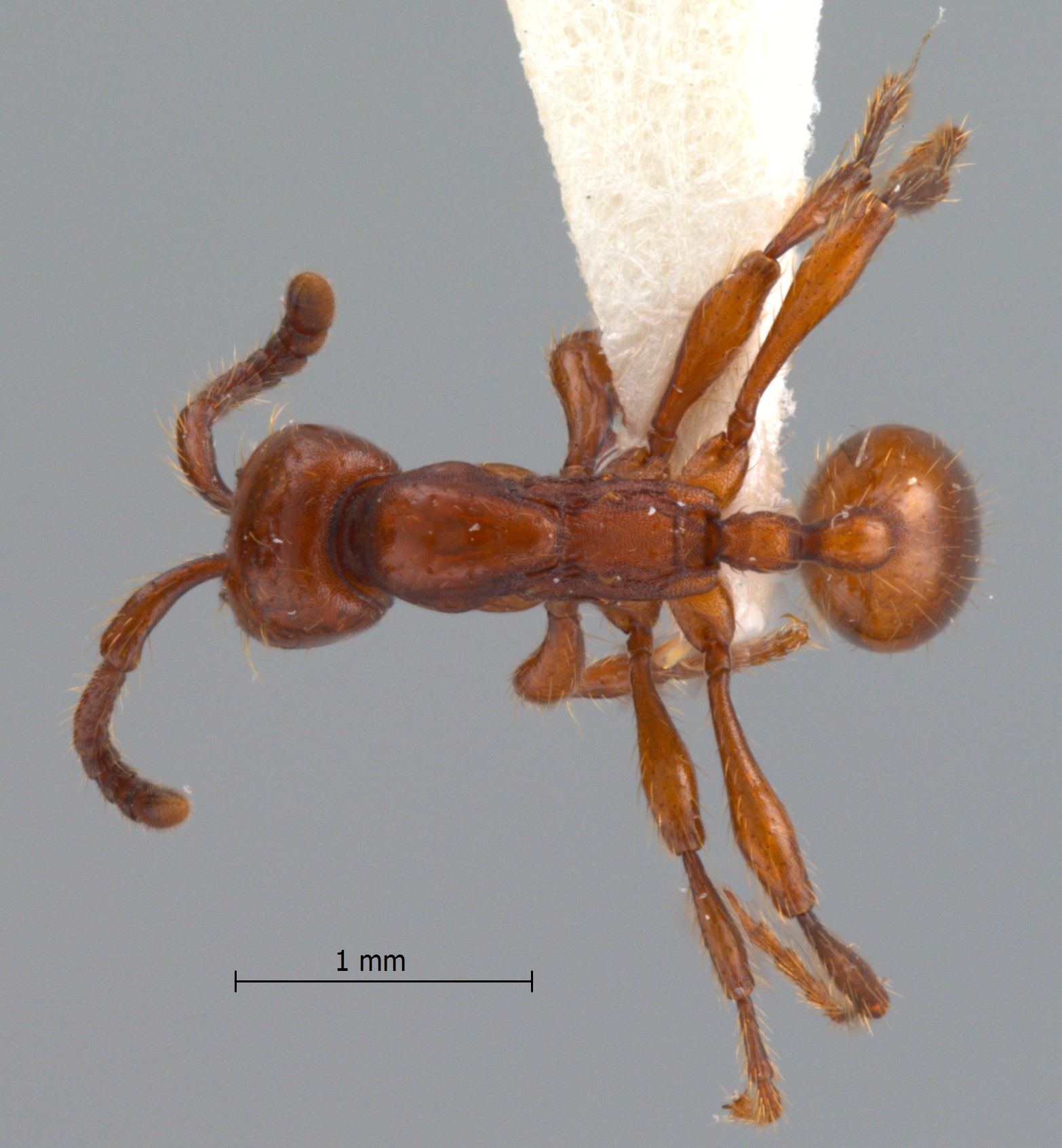 Foto Aenictus philippinensis Chapman, 1963 dorsal