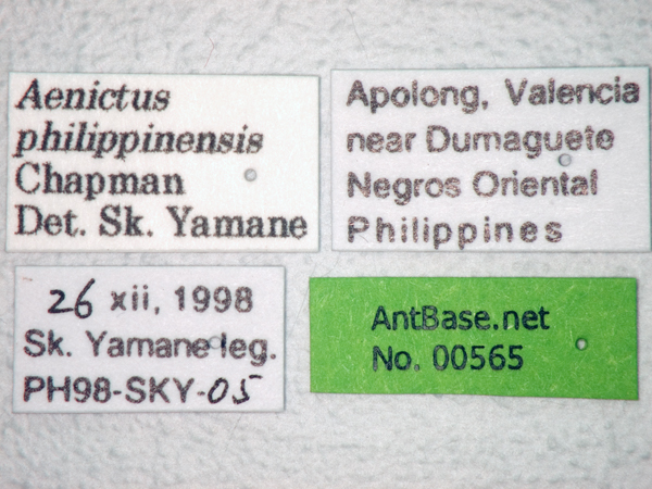 Foto Aenictus philippinensis Chapman, 1963 Label