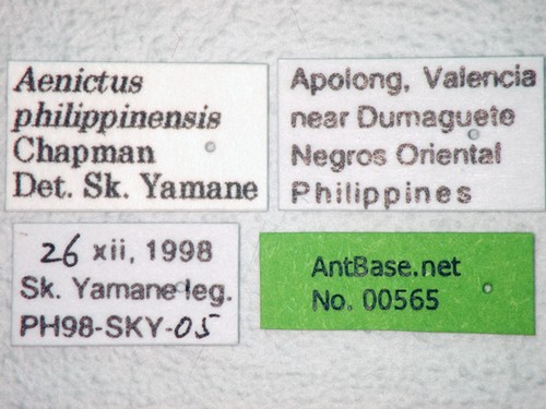 Aenictus philippinensis Chapman, 1963 Label