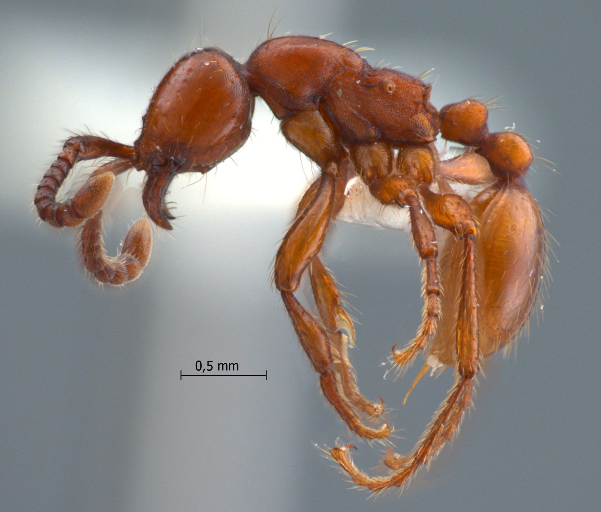 Foto Aenictus philippinensis Chapman, 1963 lateral