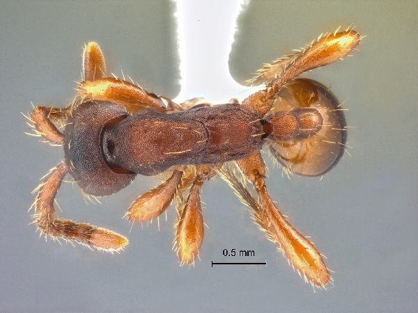 Aenictus punctatus Jaitrong & Yamane dorsal